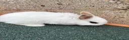 Mixed Breed rabbits for sale: Baby rabbits  - Advert 6