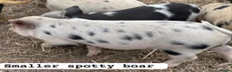 Pig livestock for sale: 🐷🍒Cherry’s delightful litter of Mini Pigs🍒🐷 - Advert 6