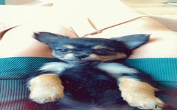 Chihuahua dogs for sale: Stunning Chihuahua puppies - Advert 5