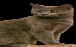 British Shorthair cats for sale: Beautiful British Short haired mixed kittens  - Image 13