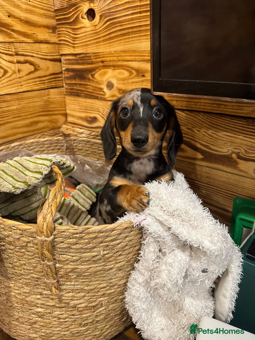 Miniature Dachshund dogs for sale: ✨ Adorabla Mini Kc PRA clear ready now  ✨✨ - Image 24