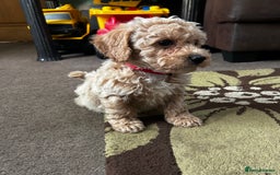 Poochon dogs for sale: Absolutely amazing Poochon Puppies - Image 24