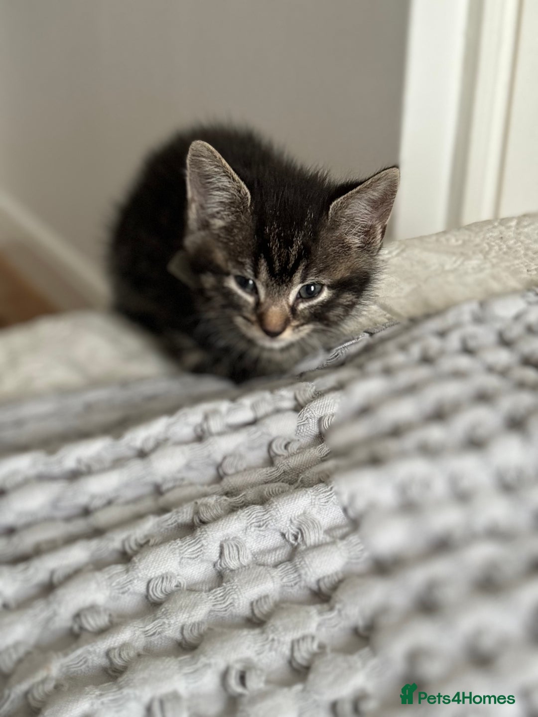 Maine Coon cats for sale: 🌟Adorable kittens now ready 4 forever home🌟 - Image 26