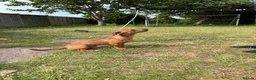 Mixed Breed dogs for sale: Rolo 7months old in Budleigh Salterton - Advert 3
