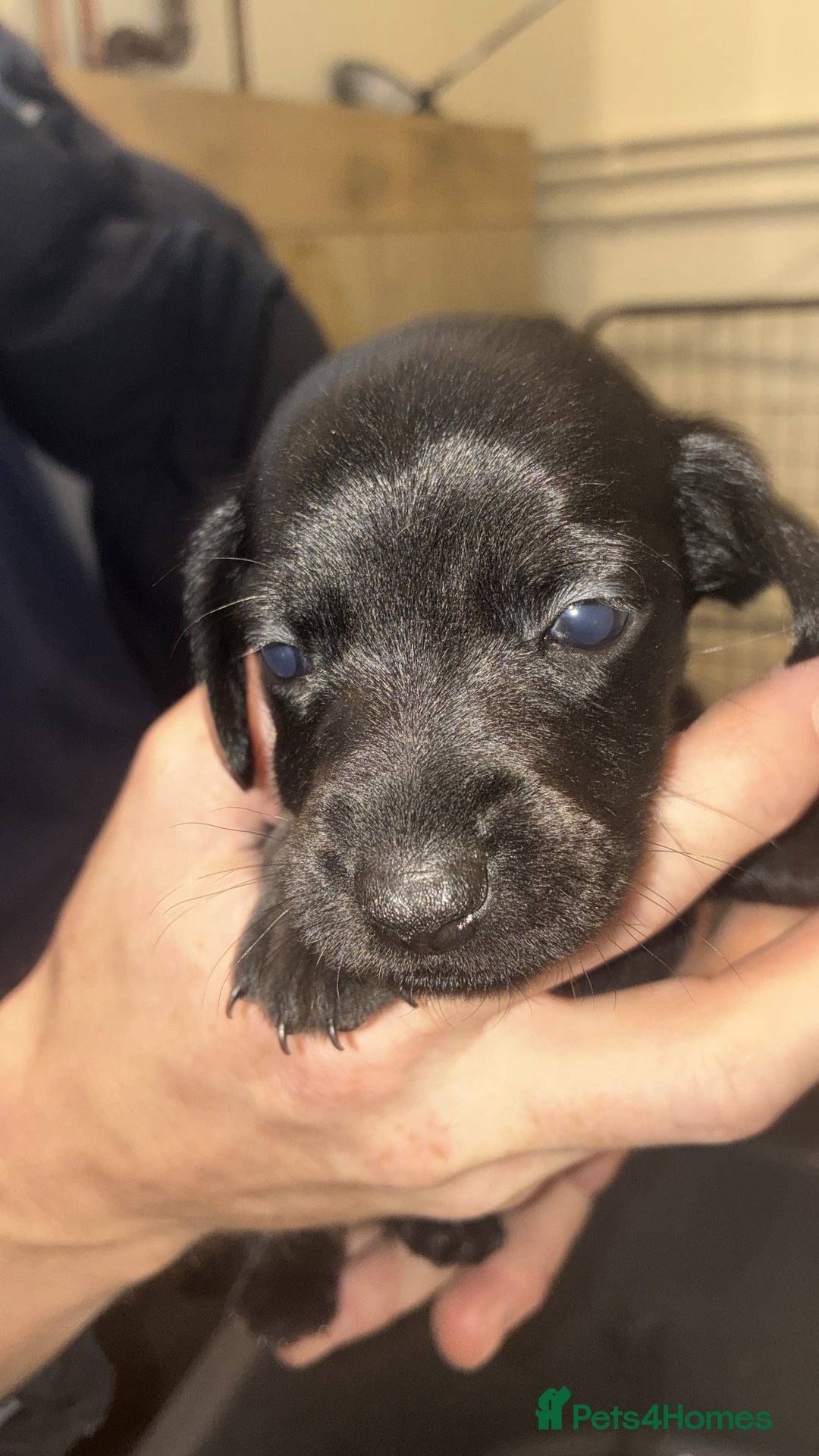 Mixed Breed dogs for sale: Patterdale/dashound  - Image 7