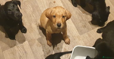 Labrador Retriever dogs - Advert 7