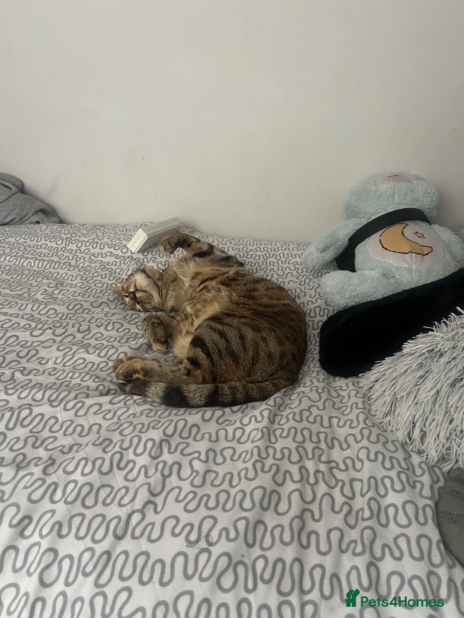Mixed Breed cats boy kitten for sale - Advert 1