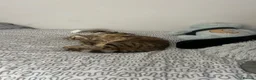 Mixed Breed cats for sale: boy kitten for sale - Advert 1