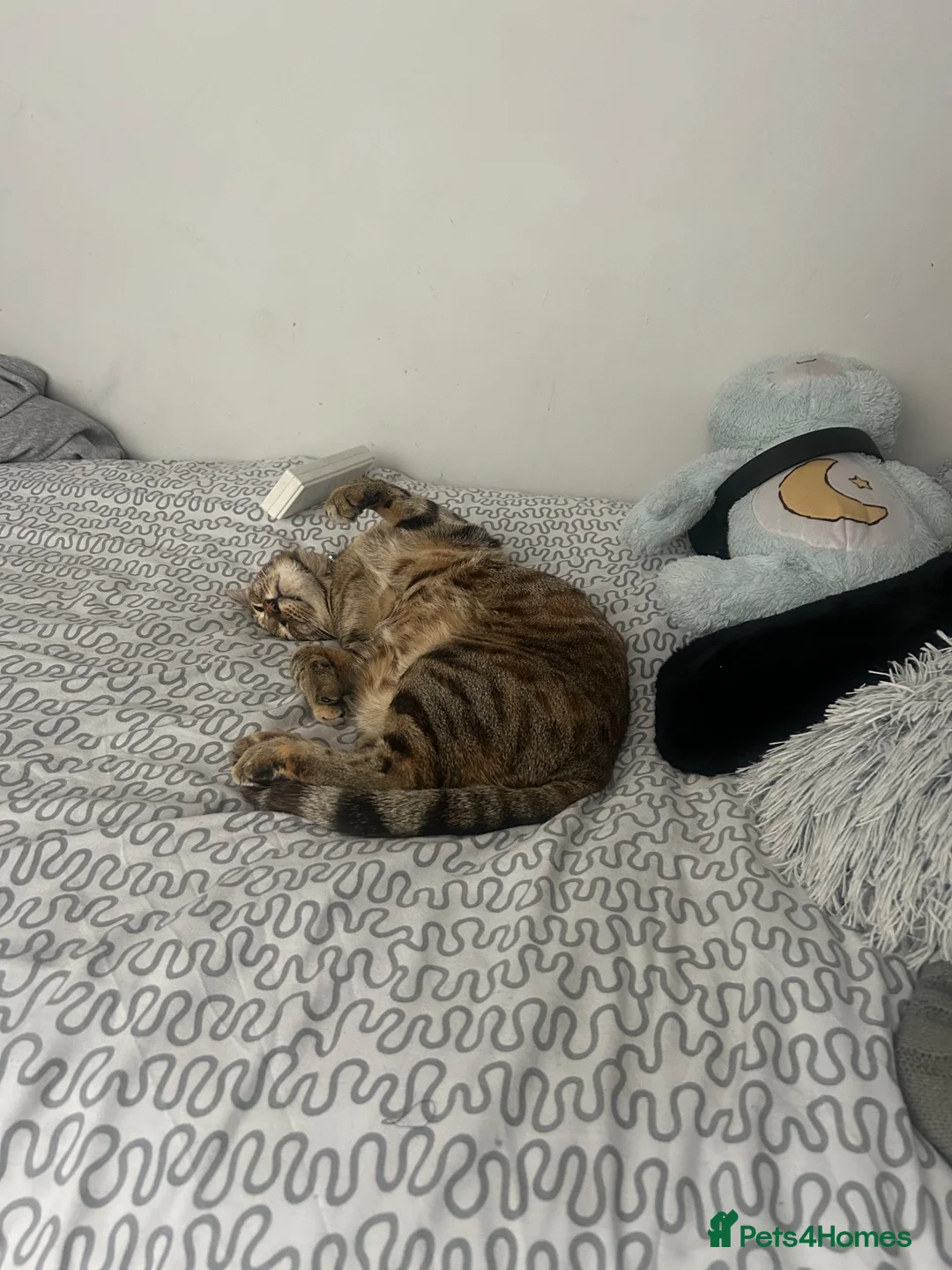 Mixed Breed cats for sale: boy kitten for sale - Advert 1