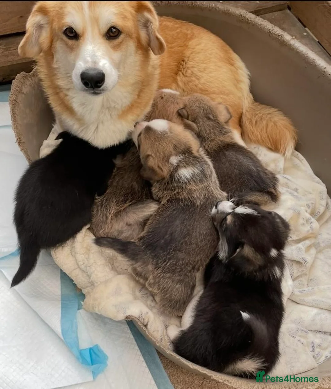 Welsh Corgi Pembroke dogs for sale: Champion corgi puppies   - Advert 8