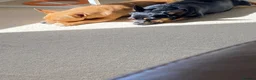 Chihuahua dogs for sale: 2x male Jack Russell and chihuahua crosses  - Advert 9