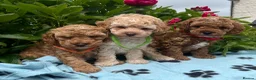 Cavapoochon dogs for sale: Cavapoochon puppies  - Advert 3