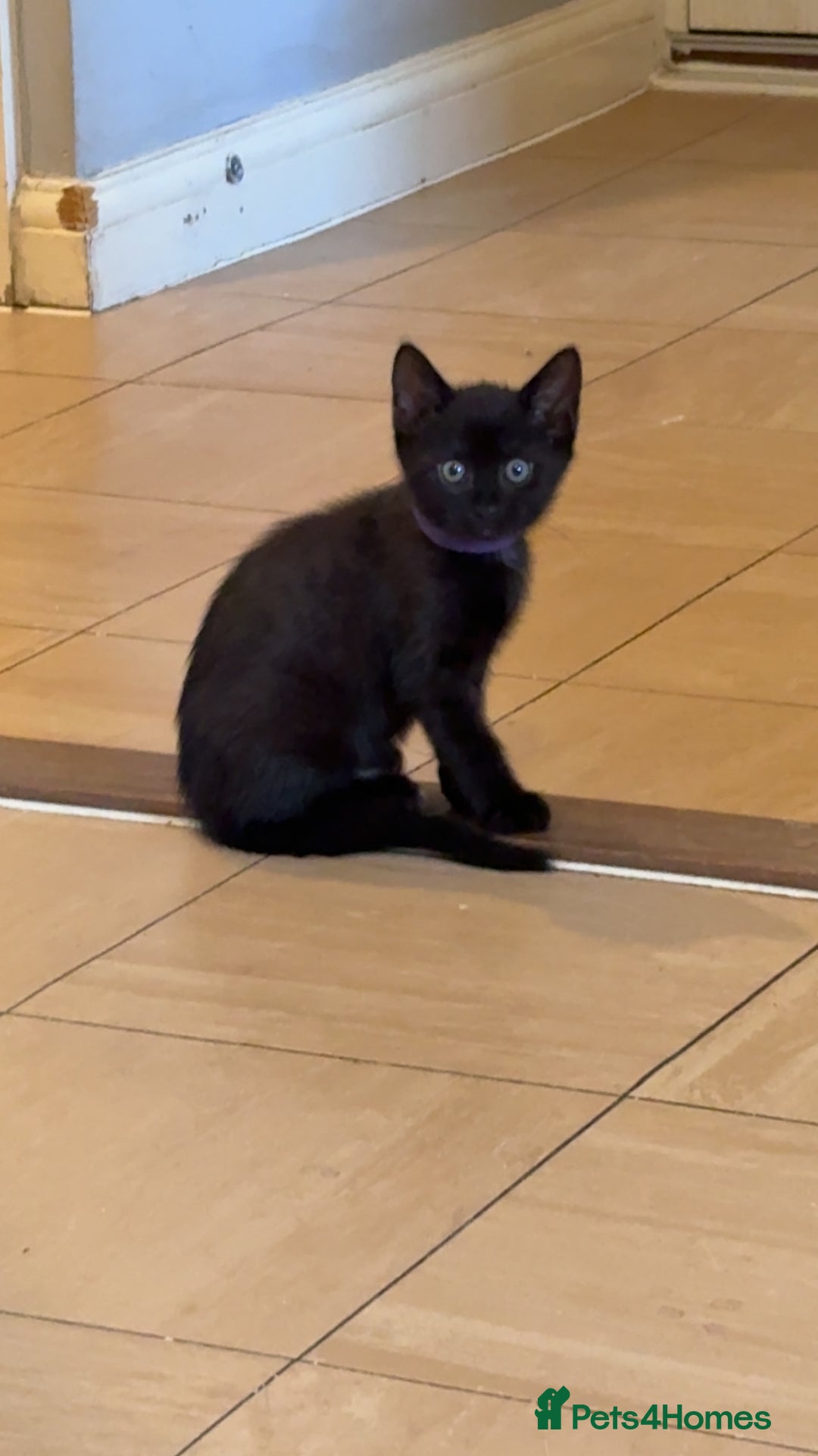 Mixed Breed cats for sale: 3 month old female kitten  - Image 1