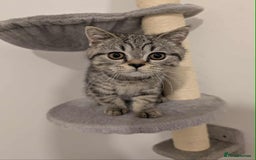 British Shorthair cats for sale: Ready now!! British shorthair kittens  - Image 4