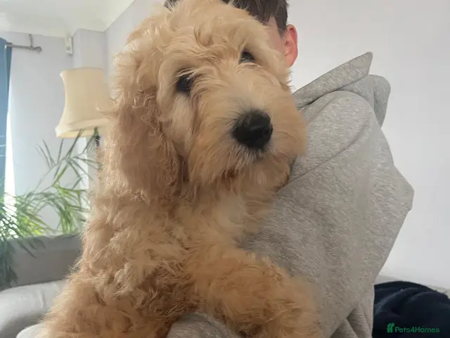 Double Doodle dogs for sale: 💕💕last girl available 💕 Bella - Advert 2