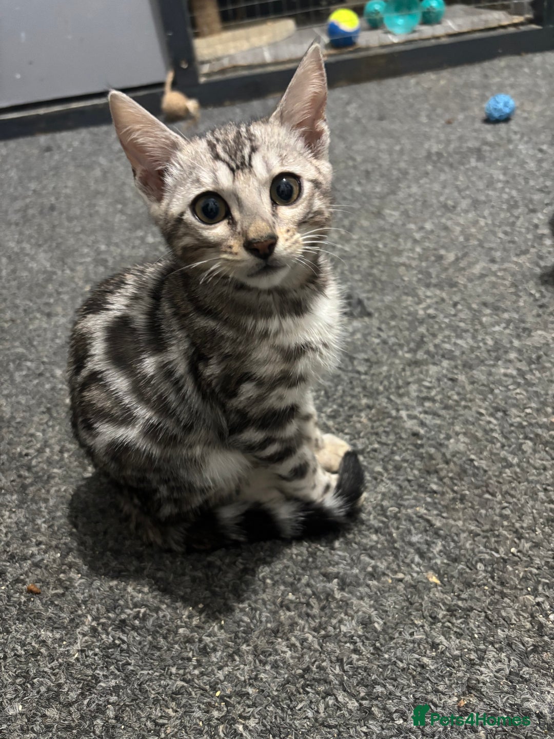 Bengal cats for sale: Beautiful Bengal kittens  - Advert 2