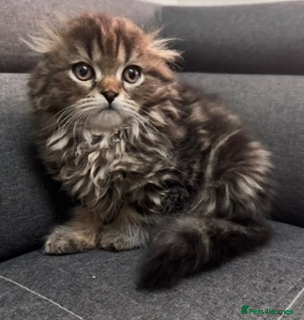 Scottish Fold cats Scottish Fold/Straight Kittens – 3 Boys & 1 Girl - Advert 4