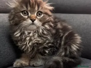 Scottish Fold cats Scottish Fold/Straight Kittens – 3 Boys & 1 Girl - Advert 4