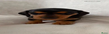 Miniature Dachshund 2