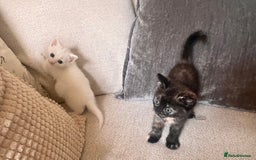 British Longhair cats for sale: 2 adorable kittens looking for their forever home - Image 10