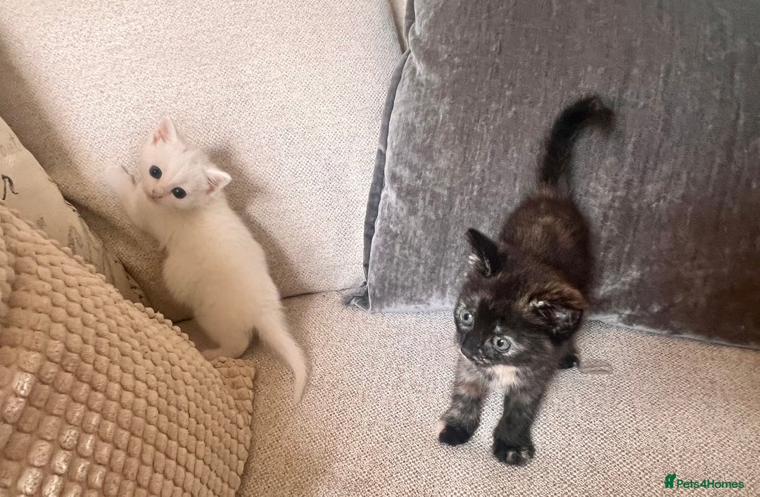British Longhair cats for sale: 2 adorable kittens looking for their forever home - Image 10