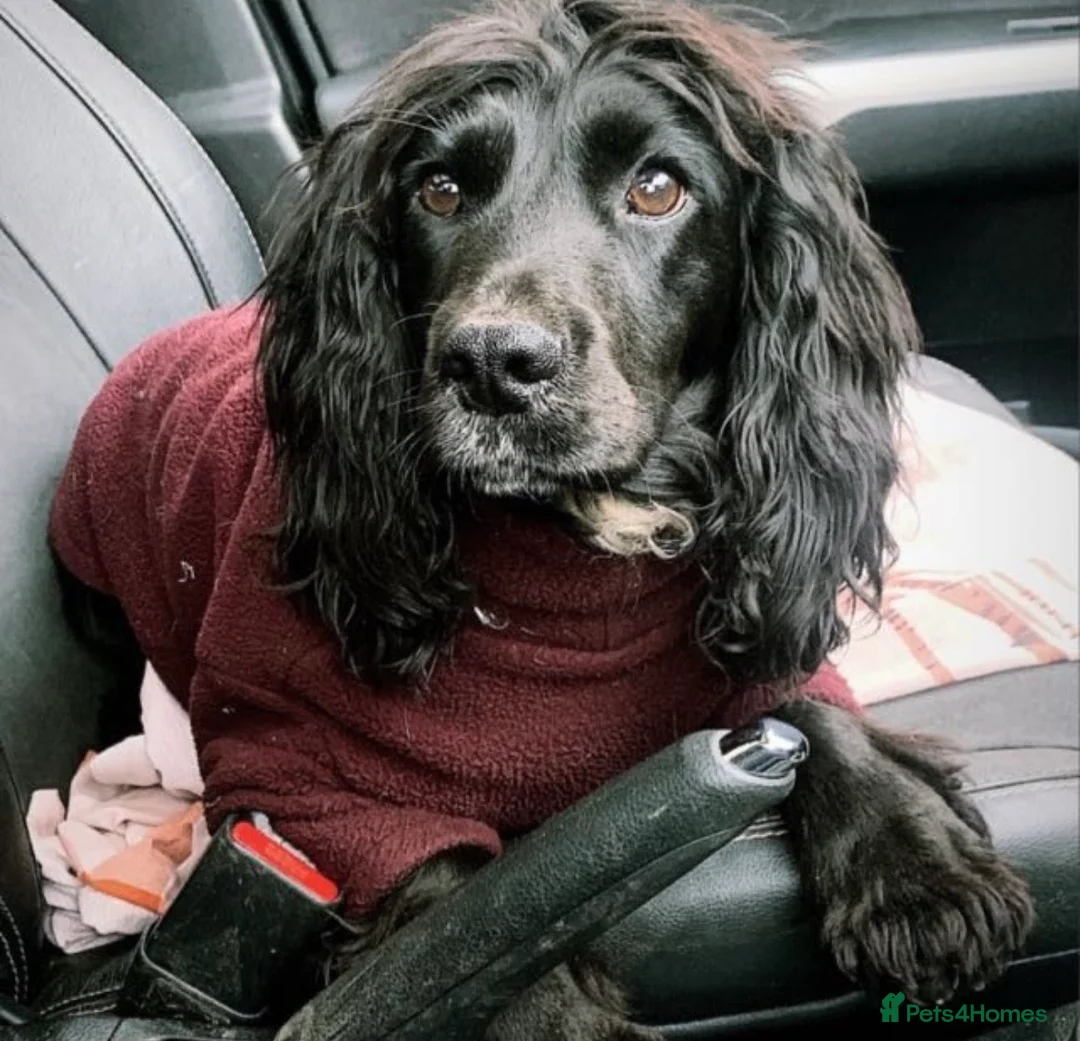 Cocker Spaniel dogs for sale:  Tri coloured working cocker spaniel puppies  - Advert 10