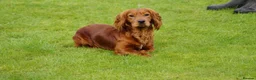 Cockapoo dogs for sale: F1 Cockapoos hereditary clear - Advert 2