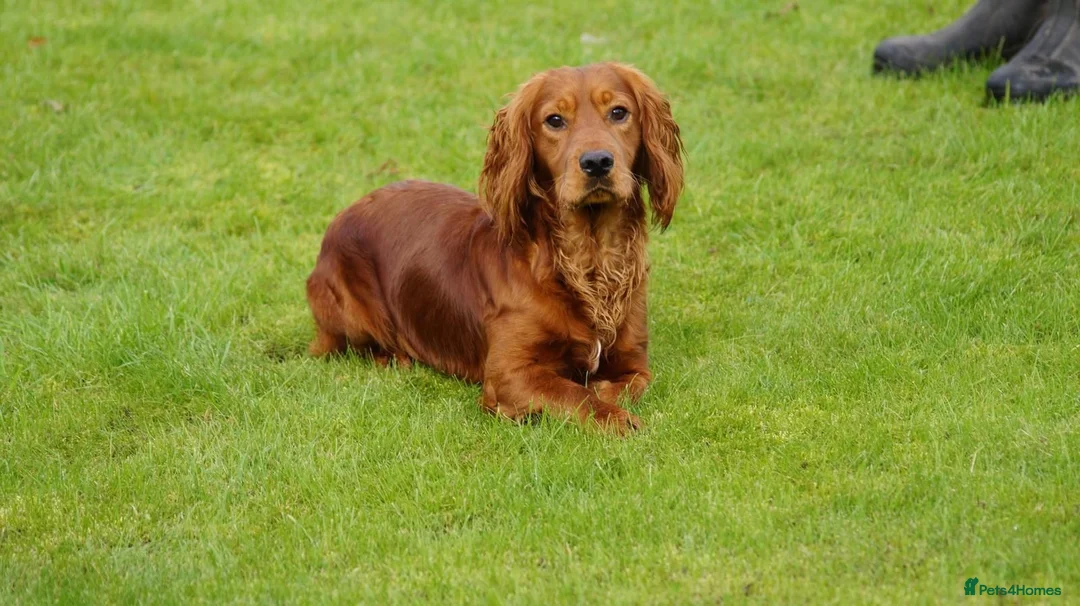 Cockapoo dogs for sale: F1 Cockapoos hereditary clear - Advert 2