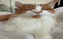 Maine Coon cats for sale: 2 year old main coon  - Advert 2