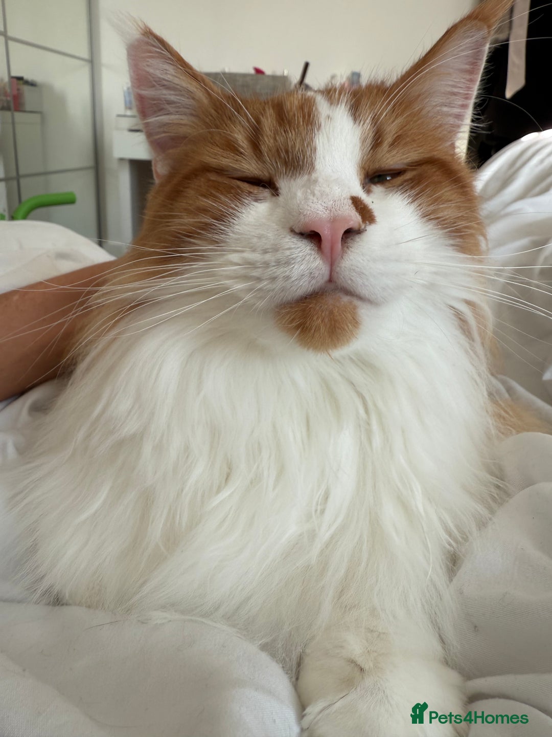 Maine Coon cats for sale: 2 year old main coon  - Advert 2
