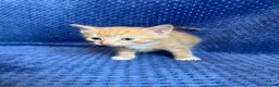 Maine Coon cats for sale: Mainecoon x  - Advert 23