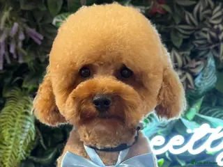 Miniature Poodle dogs KC Reg Poodle fully health tested - Advert 1