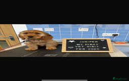 Cocker Spaniel dogs for stud: PROVEN Golden Show type Cocker spaniel STUD in Swindon - Image 13