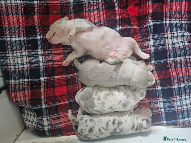 American Bully dogs - Advert 2