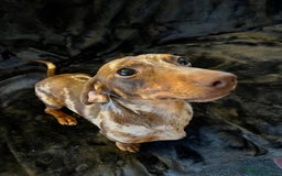 Miniature Dachshund dogs for stud: Proven, KC, PRA clear, tested, Miniature Dachshund in Hinckley - Image 6