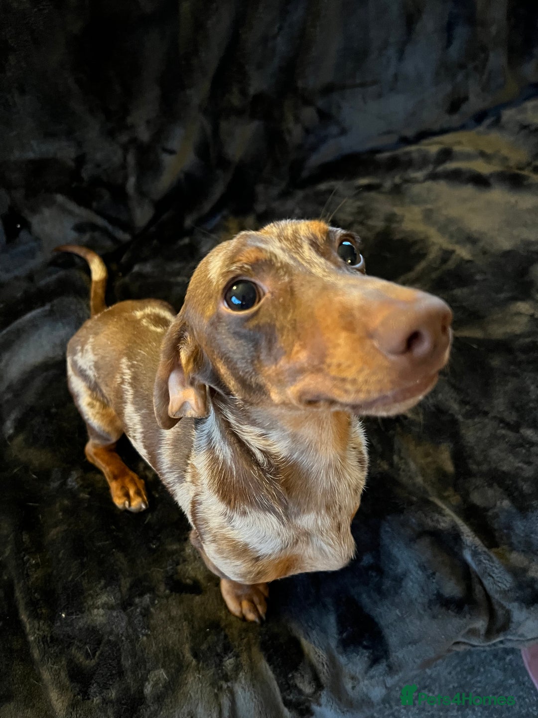 Miniature Dachshund dogs for stud: Proven, KC, PRA clear, tested, Miniature Dachshund in Hinckley - Image 6