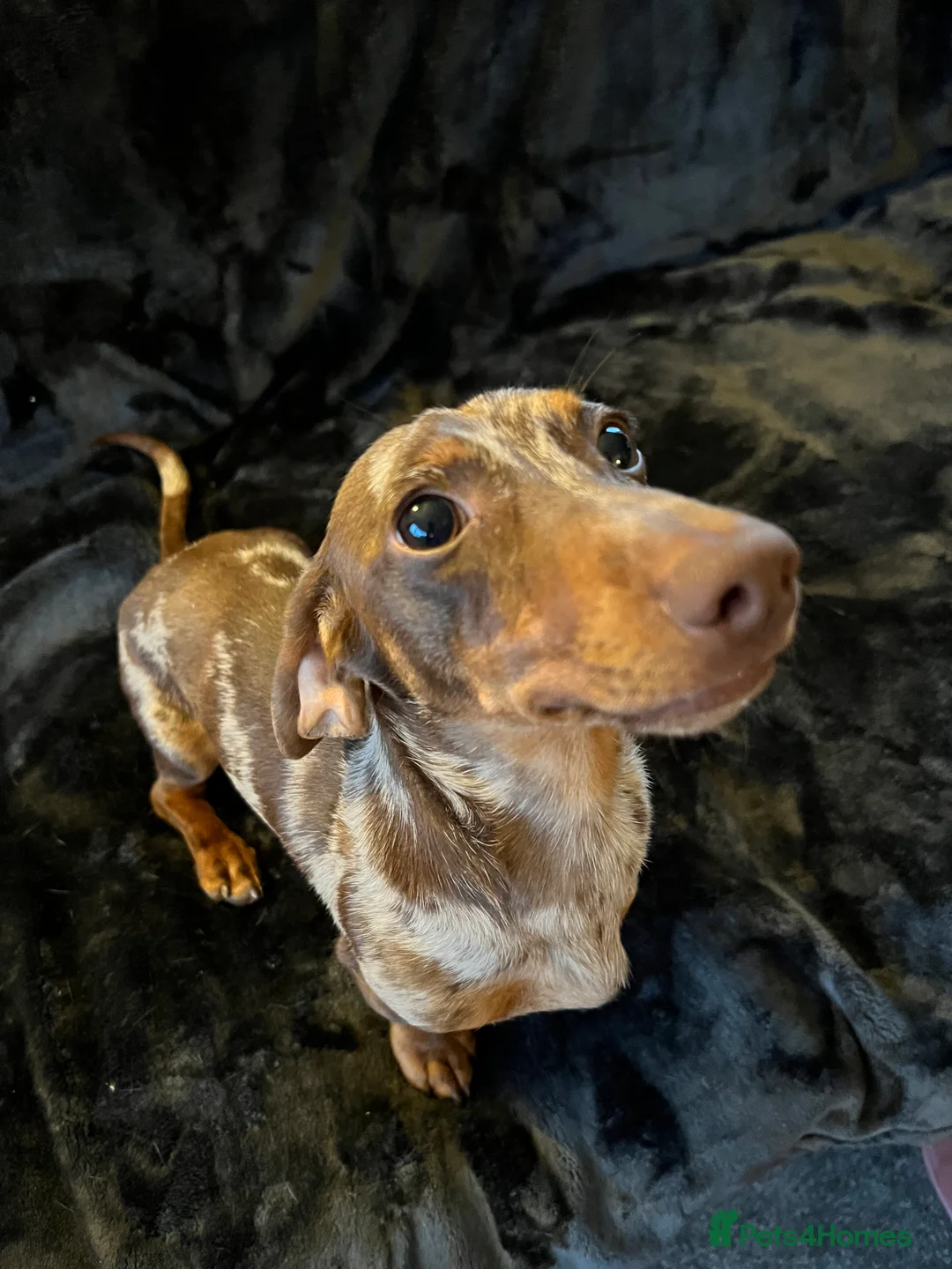 Miniature Dachshund dogs for stud: Proven, KC, PRA clear, tested, Miniature Dachshund in Hinckley - Advert 6