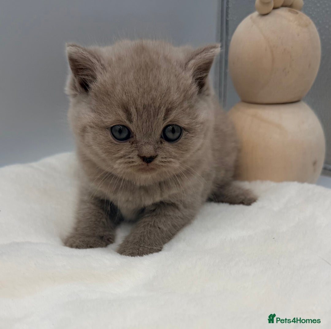 British Shorthair cats for sale: PEDIGREE REGISTERED CHUNKY BRITISH SHORTHAIRS  - Image 23