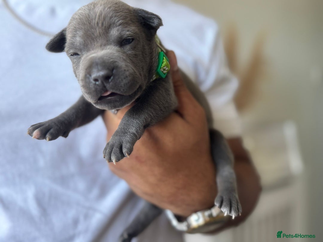 Staffordshire Bull Terrier dogs for sale: 😍😍 BEAUTIFUL & CHUNKY BLUES💙 - Image 18