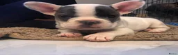 French Bulldog dogs for stud: French bulldog stud  - Advert 10