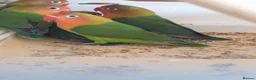 Lovebirds birds for sale: ✨️🦜Beautiful Fischer's Lovebird for Sale! 🦜✨ in Saint Helens - Advert 13