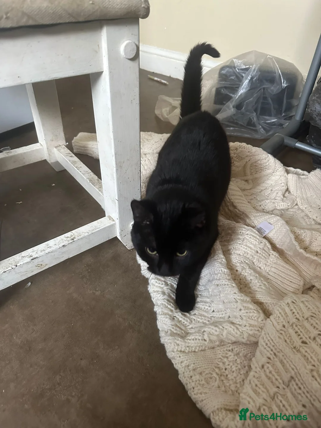 Mixed Breed cats for sale: 2 cata - Advert 11