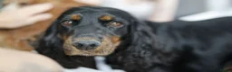 Cocker Spaniel dogs for sale: KC REGISTERED WORKING COCKER SPANIELS in Deeside - Advert 2