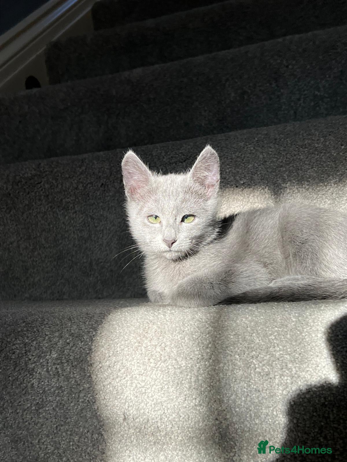 Russian Blue cats Adorable Russian blue kitten champion bloodline - Advert 1