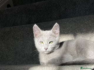 Russian Blue cats Adorable Russian blue kitten champion bloodline - Advert 1