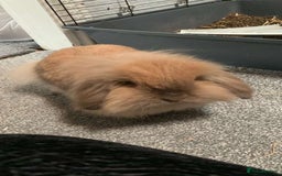 Mini Lion Lop rabbits for sale: Mini Lion Lop – 4yrs – Comes with Cage & Supplies  - Image 1