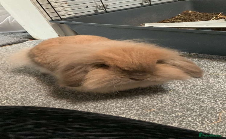 Mini Lion Lop rabbits - Advert 16