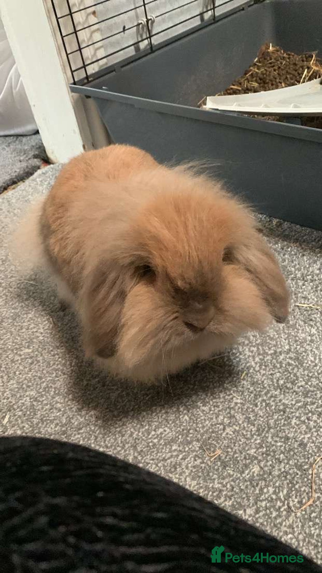 Mini Lion Lop rabbits for sale: Mini Lion Lop – 4yrs – Comes with Cage & Supplies  - Image 1
