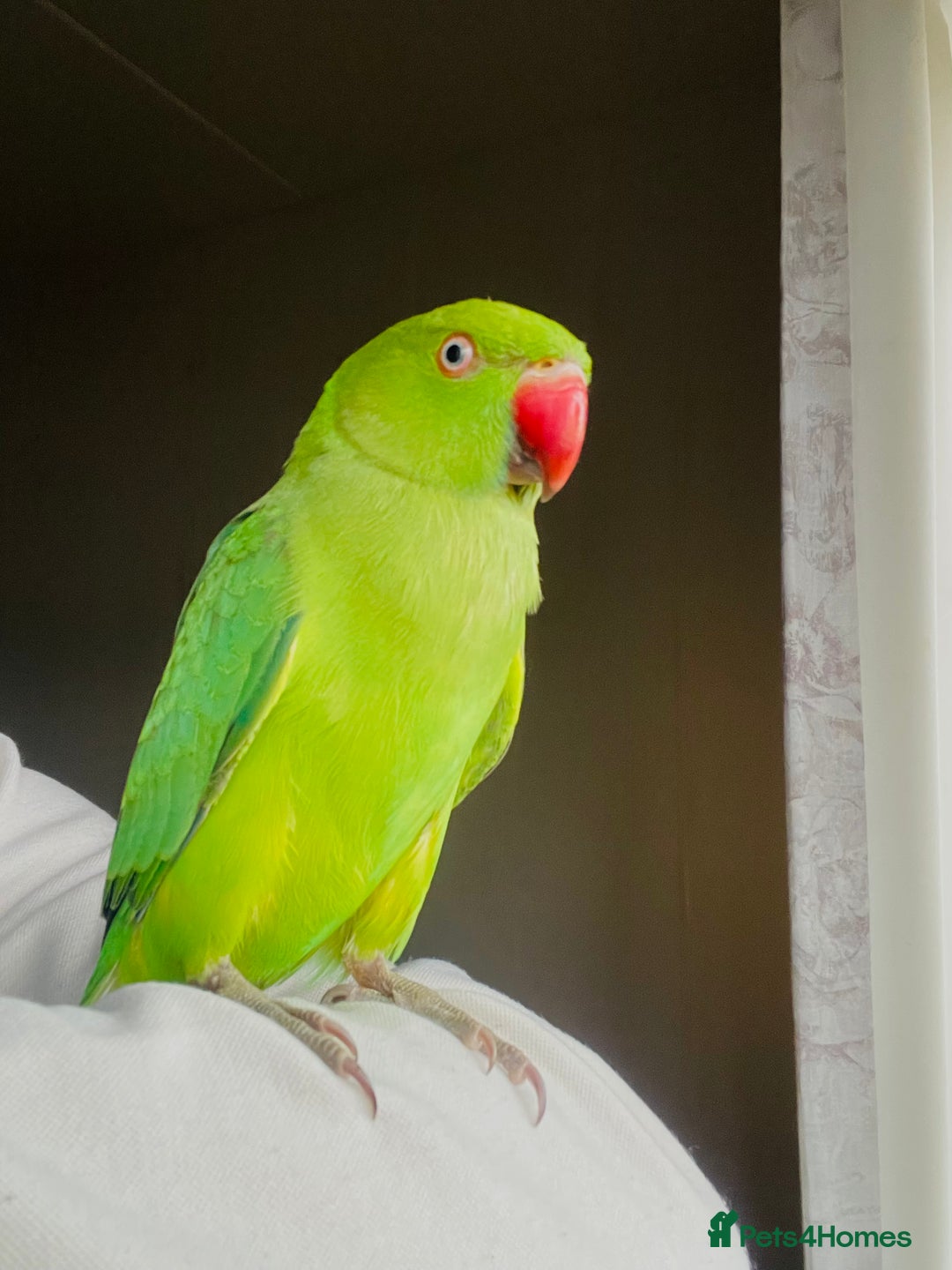 Ringnecks birds for sale: Hand Tamed/Untamed Beautiful Ringnecks for Sale - Advert 5