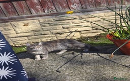 Mixed Breed cats for sale: Darcy looking for her forever home  - Image 15